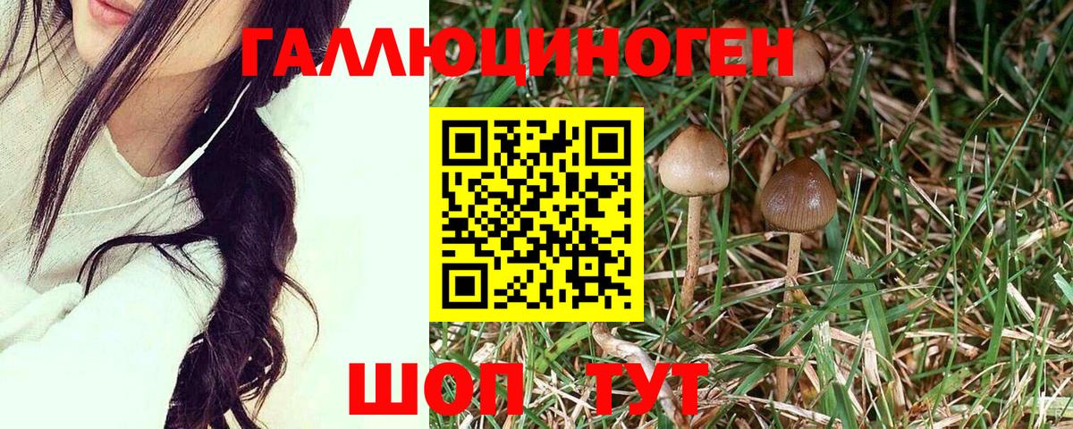 Псилоцибиновые грибы Cubensis  Вход с VPN  Галлюциногенные грибы Psilocybine cubensis  Будённовск 